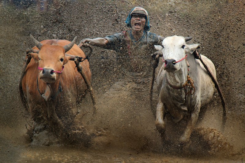 1002 - bull racing 03 - YEO Yeow Kwang - singapore.jpg